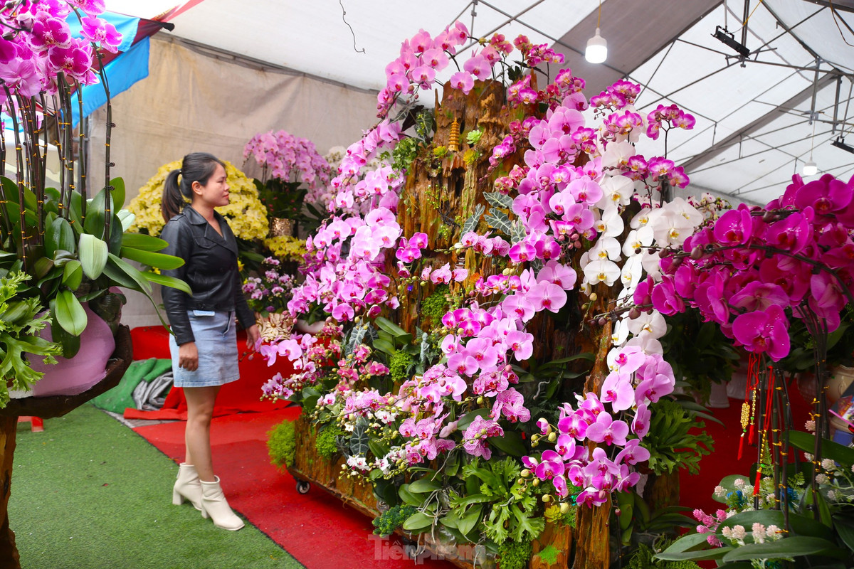 Theo anh Sơn, với những khách có yêu cầu cao, cửa hàng cũng nhận thiết kế chậu lan hồ điệp ‘ôm’ gỗ lũa với kích thước lớn. Những chậu hoa này mang hình dáng độc đáo và thế đẹp, có giá lên đến trên 100 triệu đồng. “Tuy nhiên, việc tìm kiếm gỗ lũa đẹp, kích thước lớn đòi hỏi thời gian và công sức, nên khách phải đặt hàng từ sớm mới có”, anh Sơn cho hay.