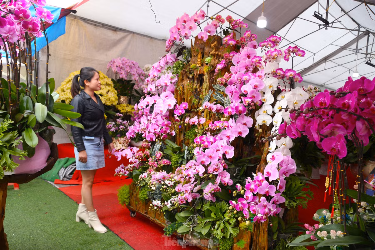 Theo anh Sơn, với những khách có yêu cầu cao, cửa hàng cũng nhận thiết kế chậu lan hồ điệp ‘ôm’ gỗ lũa với kích thước lớn. Những chậu hoa này mang hình dáng độc đáo và thế đẹp, có giá lên đến trên 100 triệu đồng. “Tuy nhiên, việc tìm kiếm gỗ lũa đẹp, kích thước lớn đòi hỏi thời gian và công sức, nên khách phải đặt hàng từ sớm mới có”, anh Sơn cho hay.