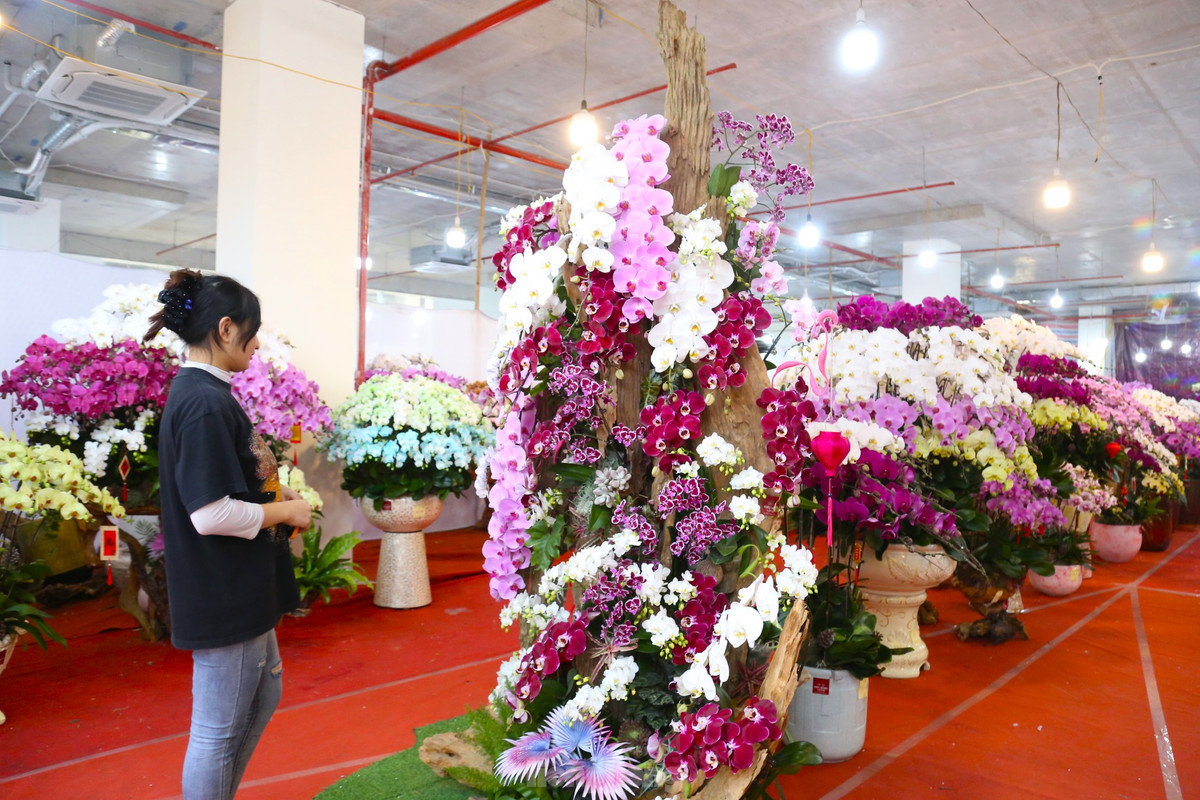 Chị Nguyễn Thị Hiền (chủ cửa hàng bán hoa lan trên đường Lê Nin, TP. Vinh) cho biết, năm nay, chị nhập 15.000 cành lan hồ điệp Đà Lạt với giá từ 200 nghìn đồng đến 3 triệu đồng mỗi cành tùy loại. “Từ đầu tháng 12 âm lịch đến nay, cửa hàng tiêu thụ nhiều chậu lan hồ điệp thiết kế trên gỗ lũa. Khách thường chọn gỗ lũa trước, sau đó mới phối hoa để phù hợp với dáng gỗ”, chị Hiền chia sẻ.