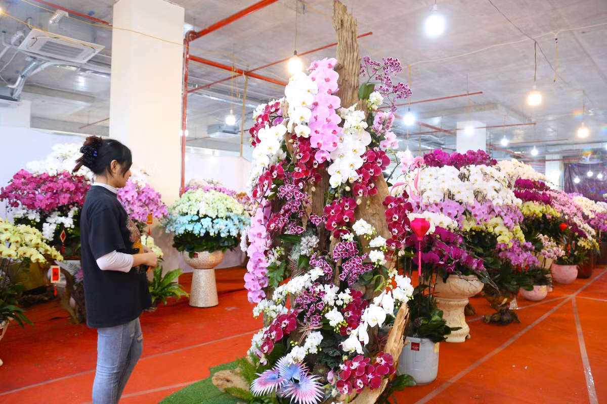 Chị Nguyễn Thị Hiền (chủ cửa hàng bán hoa lan trên đường Lê Nin, TP. Vinh) cho biết, năm nay, chị nhập 15.000 cành lan hồ điệp Đà Lạt với giá từ 200 nghìn đồng đến 3 triệu đồng mỗi cành tùy loại. “Từ đầu tháng 12 âm lịch đến nay, cửa hàng tiêu thụ nhiều chậu lan hồ điệp thiết kế trên gỗ lũa. Khách thường chọn gỗ lũa trước, sau đó mới phối hoa để phù hợp với dáng gỗ”, chị Hiền chia sẻ.