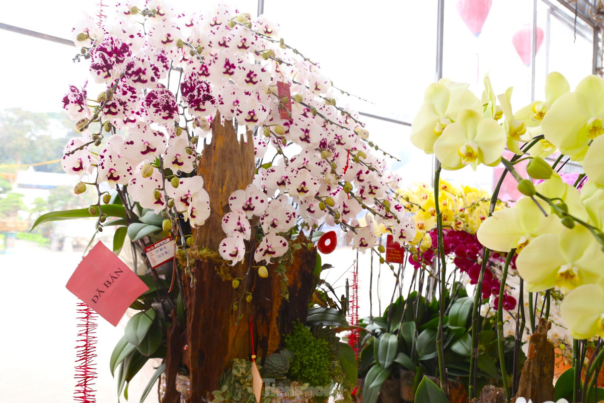 Nhiều chậu hoa lan đã có khách đặt mua được người chủ treo biển đã bán.