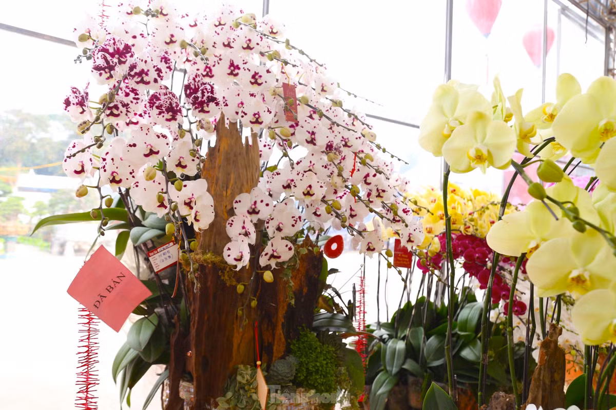 Nhiều chậu hoa lan đã có khách đặt mua được người chủ treo biển đã bán.