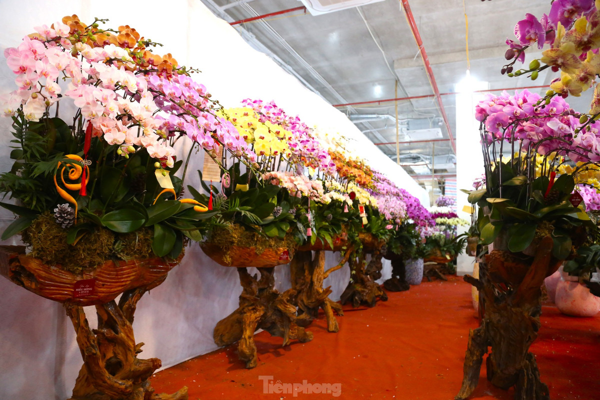 Từ đầu tháng 12 âm lịch đến nay, lan hồ điệp được các thương lái, chủ cửa hàng trưng bày ngập tràn trên nhiều tuyến đường trung tâm của TP. Vinh (Nghệ An) để phục vụ khách mua sắm về chơi Tết Nguyên đán.