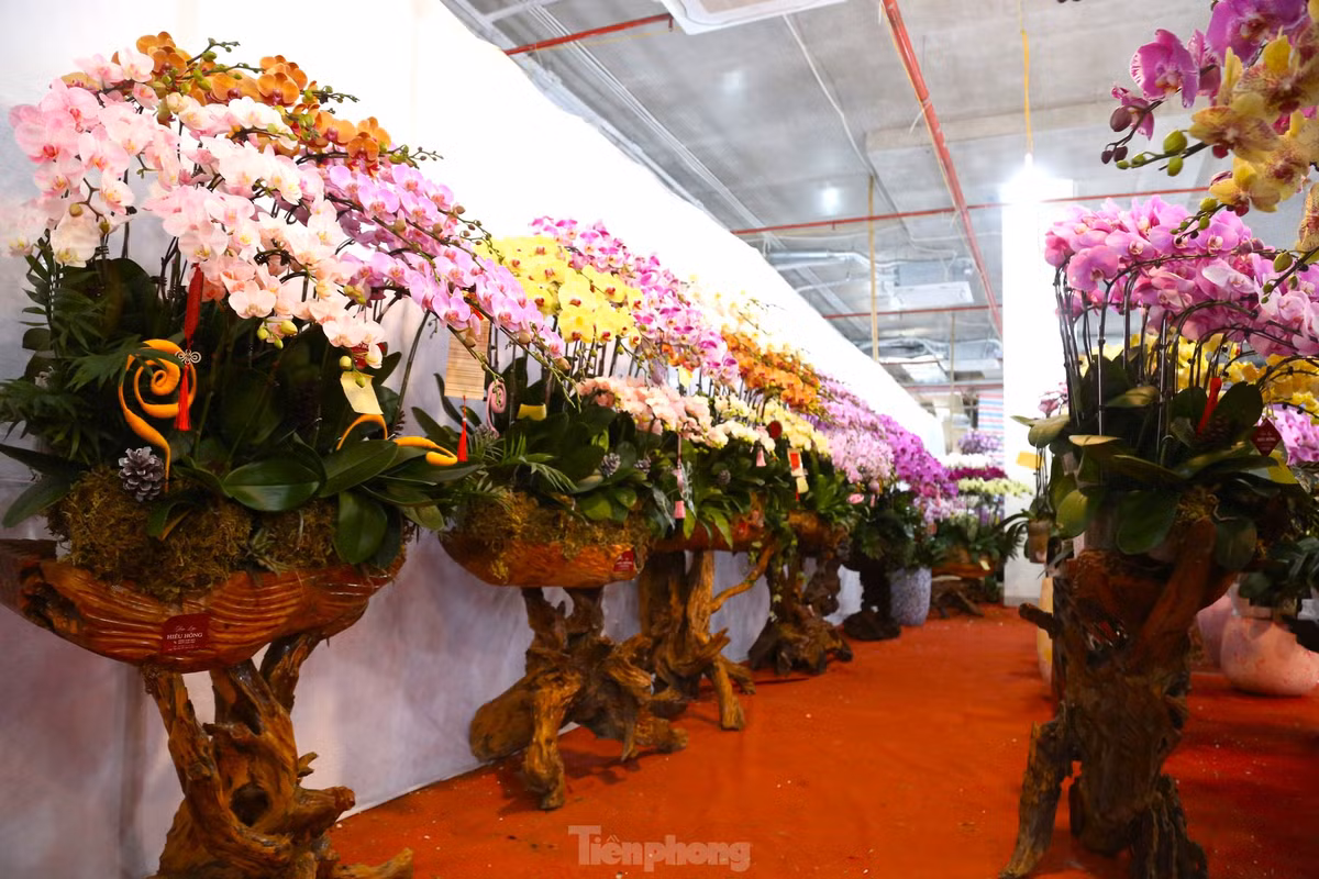 Từ đầu tháng 12 âm lịch đến nay, lan hồ điệp được các thương lái, chủ cửa hàng trưng bày ngập tràn trên nhiều tuyến đường trung tâm của TP. Vinh (Nghệ An) để phục vụ khách mua sắm về chơi Tết Nguyên đán.