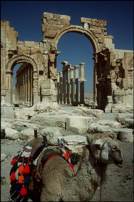 Lạc đà chở khách du lịch tại phế tích thời La Mã ở Palmyra. Ảnh: Magnum Photos.