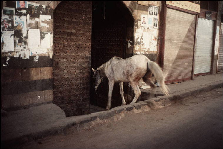 Một chú ngựa thơ thẩn trên đường phố Damascus năm 1995. Ảnh: Magnum Photos.