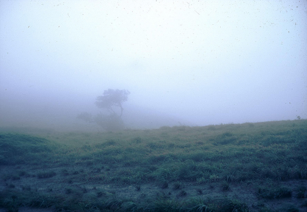 Một thân cây ẩn hiện trong sương mờ. Ảnh: A70thvets.com.