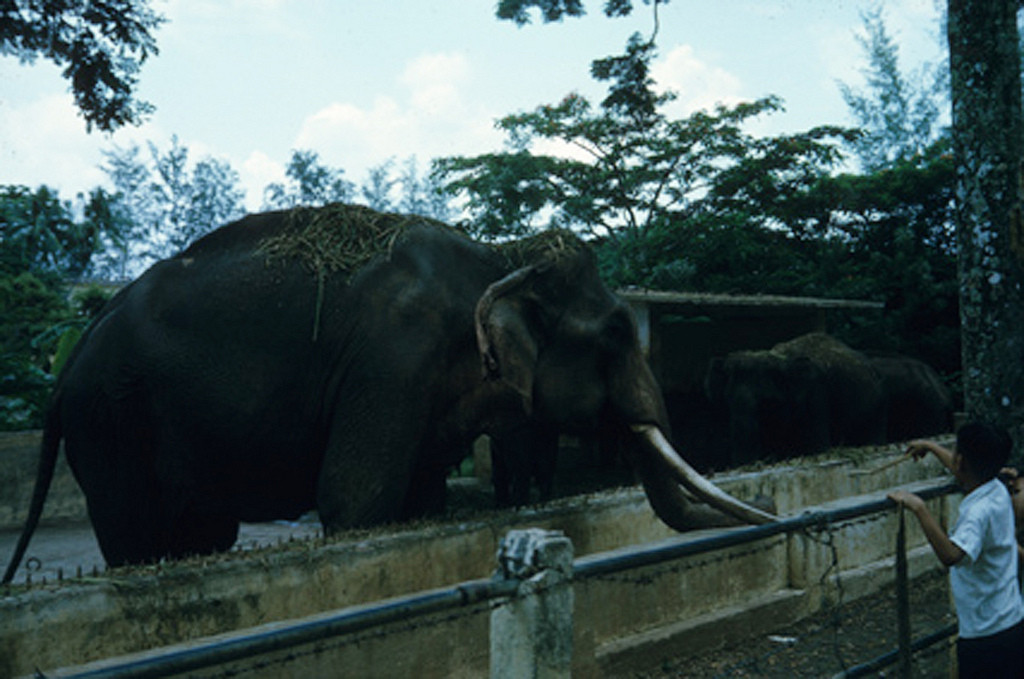 Chuồng voi ở Thảo Cầm Viên Sài Gòn. Ảnh: Vietnam Center and Archive.