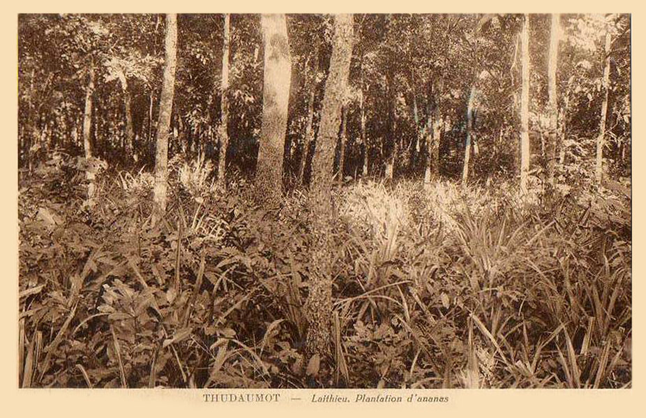 Khu đồn điền trồng dứa ở Lái Thiêu. Ảnh tư liệu.