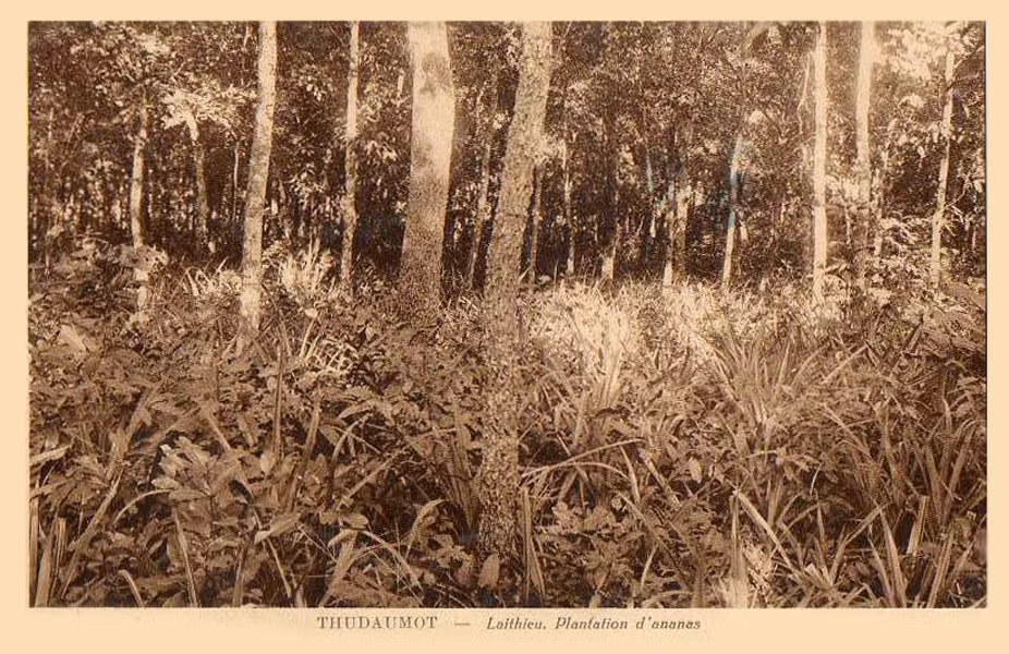 Khu đồn điền trồng dứa ở Lái Thiêu. Ảnh tư liệu.