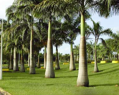 Theo World Atlas, hòn đảo Penang ở Malaysia được đặt tên theo từ Pinang, tên gọi địa phương của cau. Hòn đảo này có diện tích 1.048 km2, dân số khoảng 1,5 triệu người.