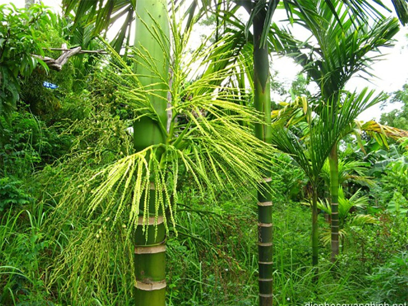 Cau còn có tên gọi khác là Tân lang hoặc Nhân lang. Cây cau được trồng nhiều tại khu vực nhiệt đới châu Á, Đông Phi. Đây là loại cây thân gỗ trung bình, cao tới 20 m, đường kính thân cây có thể tới 20-30 cm. Các lá dài 1,5-2 m, hình lông chim với nhiều lá chét mọc dày dặc. Chi cau có khoảng 50 loài tất cả.