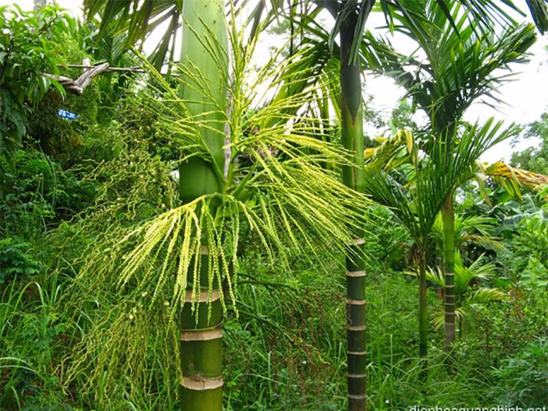 Cau còn có tên gọi khác là Tân lang hoặc Nhân lang. Cây cau được trồng nhiều tại khu vực nhiệt đới châu Á, Đông Phi. Đây là loại cây thân gỗ trung bình, cao tới 20 m, đường kính thân cây có thể tới 20-30 cm. Các lá dài 1,5-2 m, hình lông chim với nhiều lá chét mọc dày dặc. Chi cau có khoảng 50 loài tất cả.