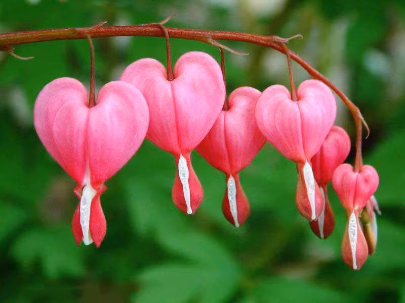 Theo lý giải của Trương Vĩnh Ký trong ghi chép về các địa danh ở Gia Định năm 1885, lý giải việc cầu Hoa bị gọi thành cầu Bông như sau: “ Chữ hoa bị cấm kỵ để kính tên riêng một hoàng thân, quốc thích”. Theo các nhà nghiên cứu, dưới thời phong kiến, triều đình cấm dân chúng gọi tên húy của vua chúa, hoàng hậu. Chữ "hoa" thời Nguyễn bị vua Gia Long cấm gọi vì trùng tên húy của bà Hồ Thị Hoa, vợ vua Minh Mạng. Theo thời gian, cách gọi này trở thành thói quen. Hiện nay, ở các tỉnh miền Nam và ngay tại Thừa Thiên Huế, người dân ít khi gọi "hoa". Thay vào đó, họ dùng từ "bông" để thay thế.