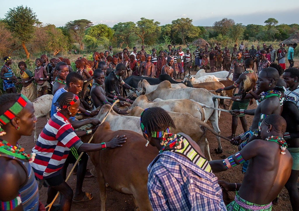 Tục nhảy bò được áp dụng cho những chàng trai đủ tuổi lấy vợ. Anh ta phải nhảy qua 15 con bò được bôi trơi bằng phân, xếp cạnh nhau mà không bị trượt ngã. Ảnh: Getty.