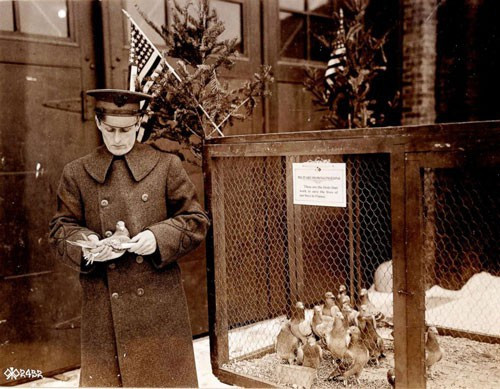 Tháng 10/1918, hơn 500 binh sĩ Mỹ bị quân Đức bao vây trong rừng Argonne (phía Đông Bắc nước Pháp), không có thức ăn, đạn dược. Để thoát khỏi tình cảnh này, chỉ huy Whittlesey đã phái hàng loạt chim bồ câu đi đưa thư cầu cứu, trong đó có cả Cher Ami. Quân đội Đức đã phát hiện bắn hạ những con bồ câu đưa thư, chỉ riêng Cher Ami may mắn thoát được. Cuối cùng, nhờ Cher Ami báo tin kịp thời, binh đoàn đã được giải vây.