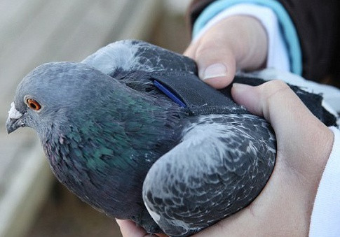  Nguyễn Chích huấn luyện được đàn chim bồ câu biết xác định vị trí chính xác. Trong kháng chiến chống quân Minh, khi nghĩa quân Lam Sơn bị giặc bao vây, không còn đường thoát, Nguyễn Chích sử dụng bồ câu đưa thư, báo tin để hẹn giải thoát vòng vây.