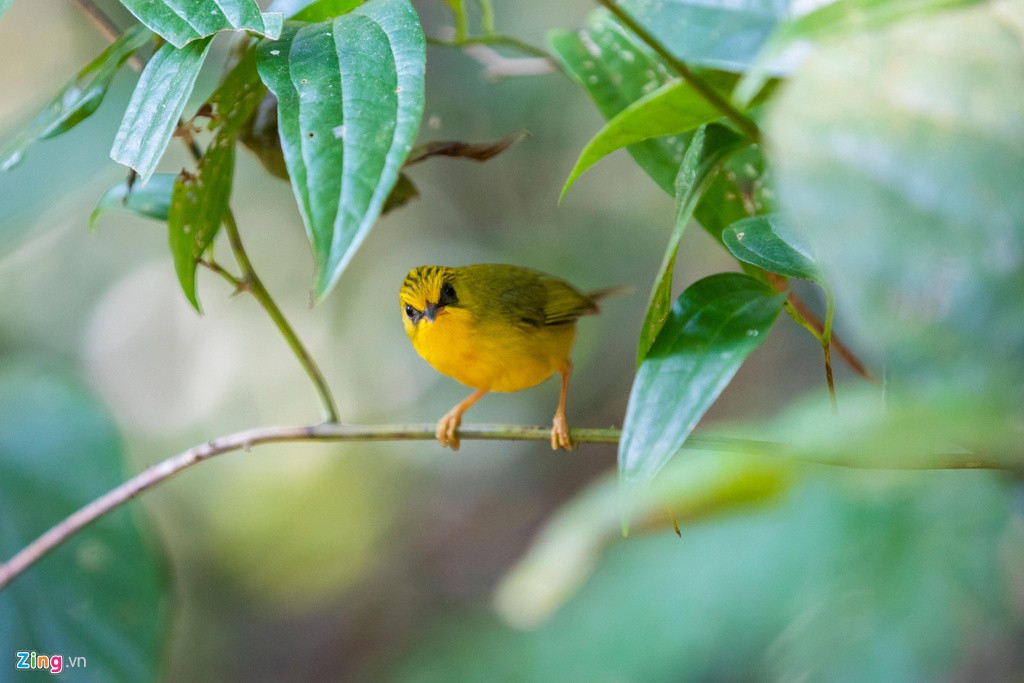 Dãy Trường Sơn kéo dài từ thượng nguồn sông Cả đến giáp miền Đông Nam Bộ, có tổng diện tích khoảng 22 triệu ha. Từ lâu, dãy núi này được xem là “xương sống” của bán đảo Đông Dương hay “Đệ nhất thiên nhiên Đông Dương”. Dãy Trường Sơn nằm giữa 3 quốc gia Việt Nam, Lào, Campuchia, chia làm Trường Sơn Bắc và Trường Sơn Nam.