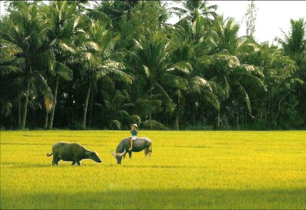  Dáng đứng Bến Tre là ca khúc nổi tiếng của nhạc sĩ Nguyễn Văn Tý viết về vùng đất và con người Bến Tre với những câu say đắm như: Ai đứng như bóng dừa / Tóc dài bay trong gió / Có phải người còn đó / Là con gái của Bến Tre / Con gái của Bến Tre / Năm xưa đi trong đạn lửa / Y như nước lũ tràn về...