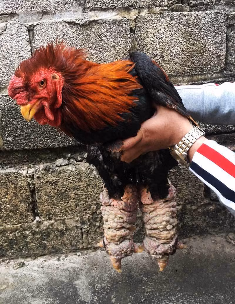 Tra 20 trieu dong van khong mua noi cap chan ga Dong Tao-Hinh-3