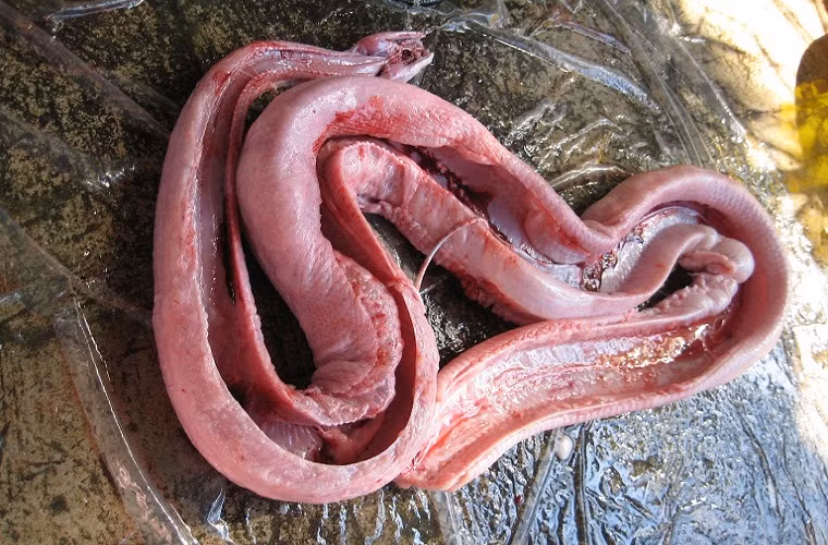 Trăn là loại vật khá phổ biến ở Floria, tuy nhiên theo luật pháp Mỹ không được giết thịt trăn nên các nguồn cung cấp đều đến từ Việt Nam. Vùng đồng bằng sông Cửu Long phát triển mạnh nghề nuôi trăn và xuất khẩu sang các nước châu Âu và châu Mỹ từ năm 2008. Ngoài thịt, da trăn cũng là 1 món hàng ưa chuộng và đem lại lợi nhuận cao.