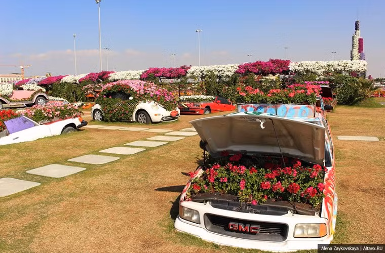 Một chiếc GMC "há mõm" chứa đầy những bụi hoa hồng xinh đẹp. Thân xe được sơn lại hoa văn khá màu mè và bắt mắt.