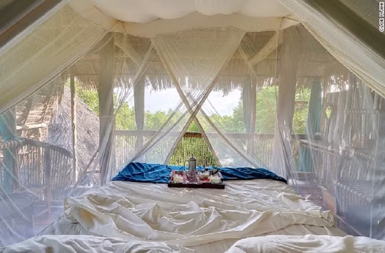 Khu quần thể sinh thái nằm trên những cây sung khổng lồ tại Tanzania giống như thiên đường trong mơ với khí hậu ôn hòa, môi trường trong lành gần gũi với thiên nhiên khiến bạn thư giãn thoải mái sau những ngày làm việc mệt mỏi.