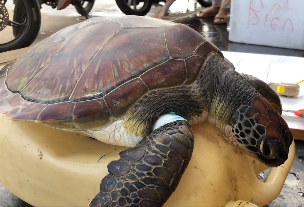 Giải cứu cá thể rùa biển quý hiếm mắc “lưới ma“ ở Quảng Ngãi Giai cuu ca the rua bien quy hiem mac “luoi ma“ o Quang Ngai