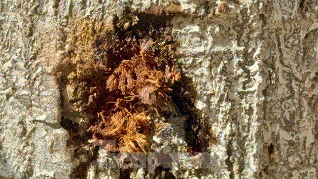 Cay xanh tren pho o Quang Ngai chet bat thuong, nghi bi dau doc-Hinh-2