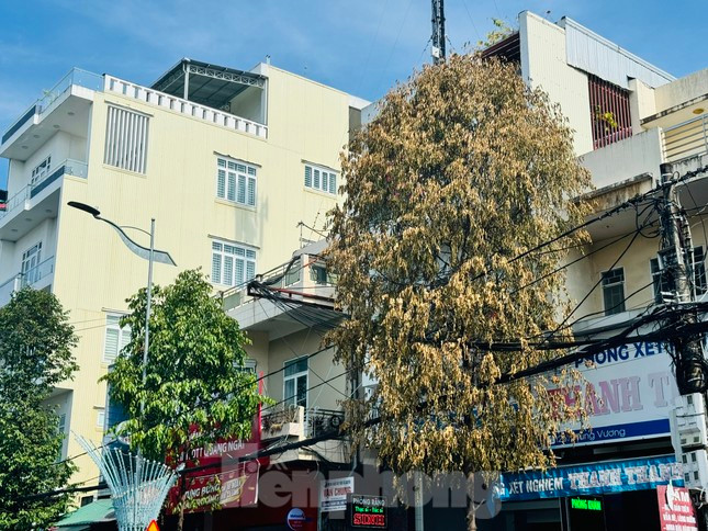 Cay xanh tren pho o Quang Ngai chet bat thuong, nghi bi dau doc