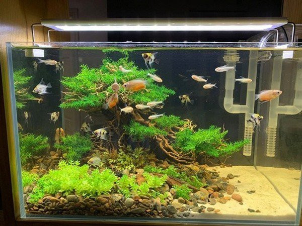 He lo to am cua Cong Ly truoc khi cuoi vo lan 3-Hinh-8