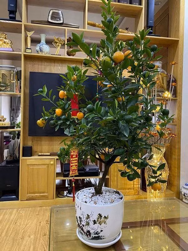 He lo to am cua Cong Ly truoc khi cuoi vo lan 3-Hinh-7