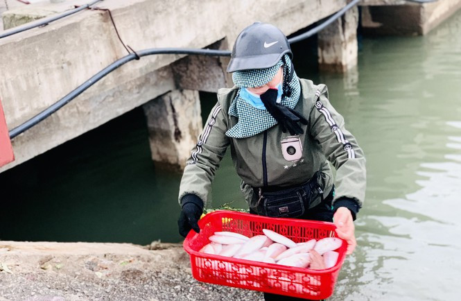 ##s###Những mẻ cá được ngư dân đưa từ thuyền lên cảng để nhập cho các tiểu thương.