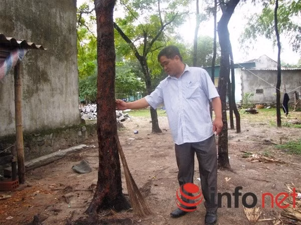 Gốc cây nơi cháu Thành bị trói đánh.