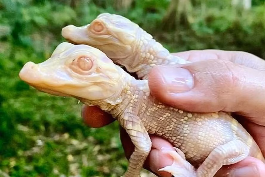 3. Cá sấu bạch tạng. Vào mùa hè năm nay, hai con cá sấu con bạch tạng đã ra đời tại Công viên Wild Florida Safari ở Kenansville, Florida, Mỹ. Tuy nhiên, trường hợp này không gây quá nhiều ngạc nhiên khi cả bố và mẹ của chúng đều bị bạch tạng.