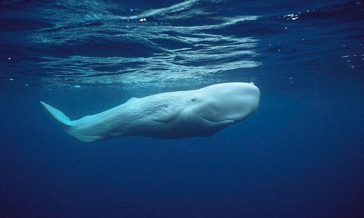Chuyên gia về cá nhà táng tại Đại học Dalhousie ở Canada, Shane Gero, cho biết, mặc dù không rõ cá nhà táng trắng quý hiếm đến mức nào nhưng con người hiếm khi bắt gặp do chúng có khả năng lặn sâu trong lòng đại dương nên rất khó theo dõi.