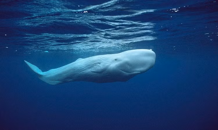 Chuyên gia về cá nhà táng tại Đại học Dalhousie ở Canada, Shane Gero, cho biết, mặc dù không rõ cá nhà táng trắng quý hiếm đến mức nào nhưng con người hiếm khi bắt gặp do chúng có khả năng lặn sâu trong lòng đại dương nên rất khó theo dõi.