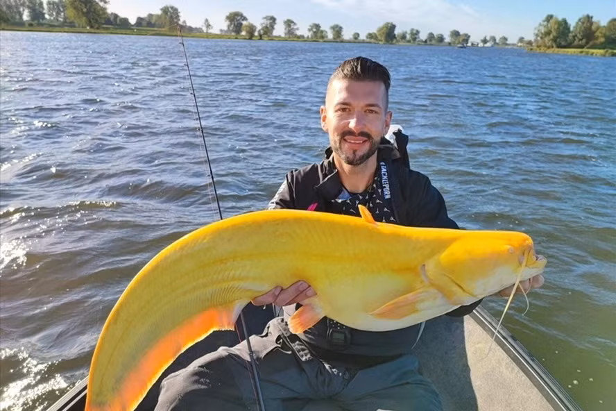 6. Cá trê khổng lồ màu vàng tươi. Một con cá trê màu vàng tươi kỳ lạ đã được một cần thủ phát hiện tại một hồ nước ở Hà Lan vào tháng 10.