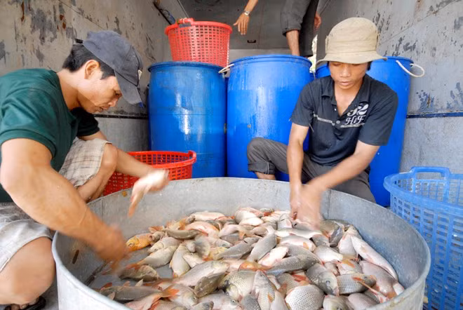 Từ 14h kéo dài đến 17h mỗi ngày, thương lái khắp nơi tập trung về các ao, vuông, ruộng... của bà con nông dân để thu mua cá đưa đến các chợ đầu mối trong và ngoài tỉnh tiêu thụ. Lượng cá thu mua mỗi ngày khá lớn, trung bình khoảng 30 - 50 tấn cá đồng, có thời điểm tới 70 - 90 tấn.