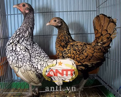 Sebright - giống gà tre có nguồn gốc từ Anh.