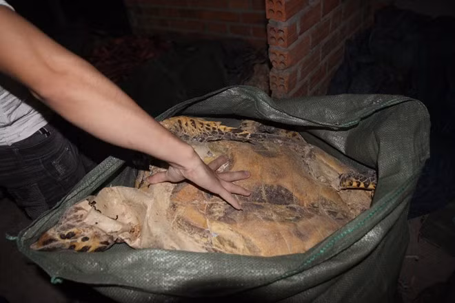 Kích thước của một con rùa biển- dài khoảng 70cm, ở xưởng số 2 hầu hết các con rùa đều có kích thước như thế này.