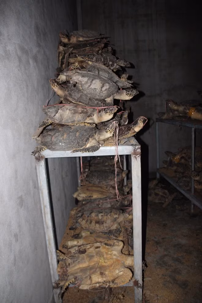 Rùa được cất giấu ở phía trong cùng nhà kho, chồng chất lên nhau.