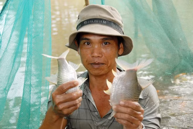 Anh Lê Văn Lâm, xã Đông Hiệp, huyện Cờ Đỏ cho biết, thông thường khi kết thúc vụ lúa hè thu, thấy nước chớm lên là người dân bắt đầu mua cá giống về thả xuống ruộng nuôi.