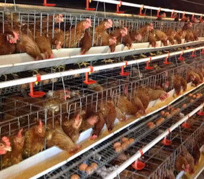 Những chú gà có gu âm nhạc khá… thượng lưu