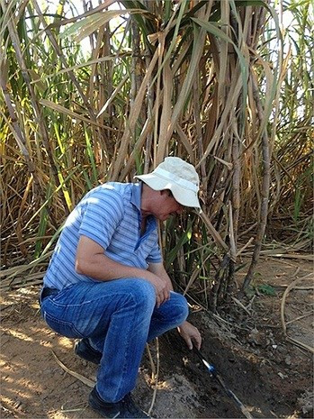 Với khoảng 12.000 ha mía đường đang vào vụ thu hoạch, nhà máy chế biến mía đường của Hoàng Anh Gia Lai tại Attapeu có thể chạy suốt 6 tháng hết công suất. Với công suất 7.000 tấn/ngày, nhà máy mía đường này đúng ra phải sử dụng đến 5.000 công nhân để vận hành, tuy nhiên do sử dụng hệ thống máy móc, thiết bị cực kì hiện đại nên số lượng công nhân ở đây rất ít.