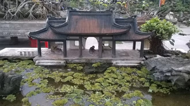 Để tạo vẻ đẹp hài hòa cho tác phẩm, chủ nhân chậu cây quý này bố trí thêm nhiều tiểu cảnh xung quanh.