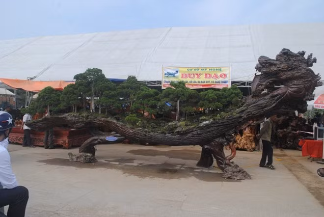 Nằm ngay lối vào Festival sinh vật cảnh, đá quý, đá phong thủy đang diễn ra ở TP. Thanh Hóa là tác phẩm "Thiên Long lạc cảnh" được định giá gần 10 tỷ đồng. Đây là một trong các cây cảnh có giá cao nhất tại hội chợ và cũng là chậu cây có dáng rồng “độc nhất vô nhị” được vận chuyển từ Lâm Đồng ra giao lưu.