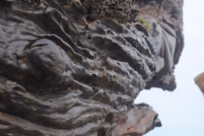 Theo giới chơi cây, gỗ sao thuộc loại quý hiếm, có khả năng chống chọi tốt dưới thời tiết khắc nghiệt.