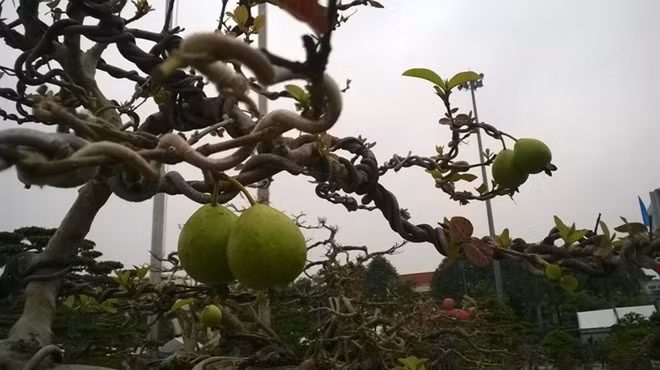 Thấy quả mọc đều từng nhánh, nhiều người nghi ngờ đây không phải là quả thật, nhưng chủ nhân cây ổi khẳng định, quả mọc hoàn toàn tự nhiên, chín ửng đỏ, mùi thơm quanh năm.