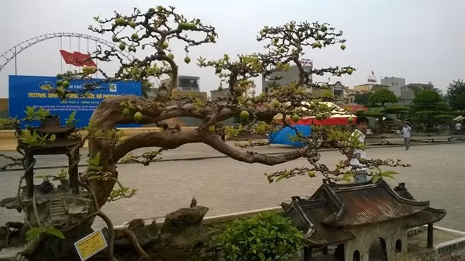 Nằm giữa trung tâm quảng trường Lam Sơn, cây ổi đào Việt Nam có dáng “song hoành” thu hút khá đông người xem. Ông Phùng Anh Lê (Hà Nội) - chủ sở hữu tác phẩm cho biết, cây ổi được trồng 70 năm trước. Đây là lần đầu tiên ông đưa cây quý này ra khỏi thủ đô. "Có người trả giá hơn 1 tỷ đồng nhưng tôi không bán", ông Lê cho hay.